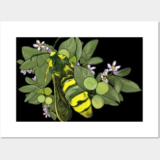 Hornet Moths and Limes Posters and Art